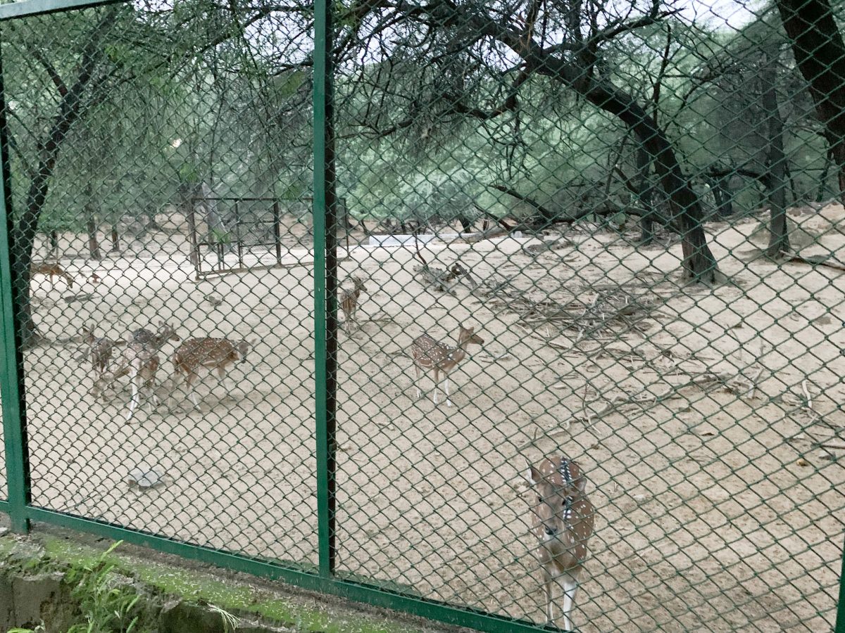 dog-friendly parks in Delhi