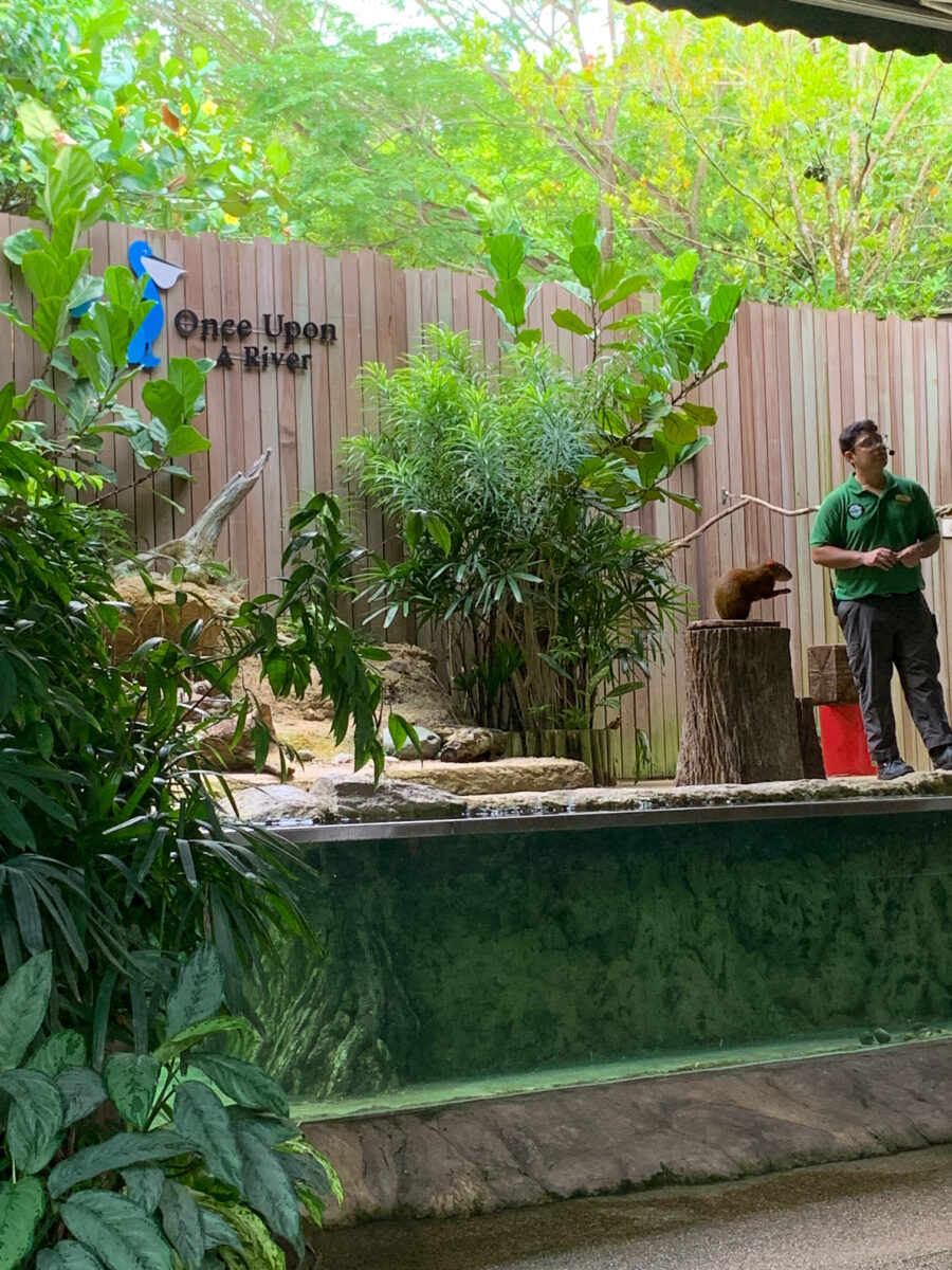 Singapore wildlife parks with kids
children wildlife parks singapore