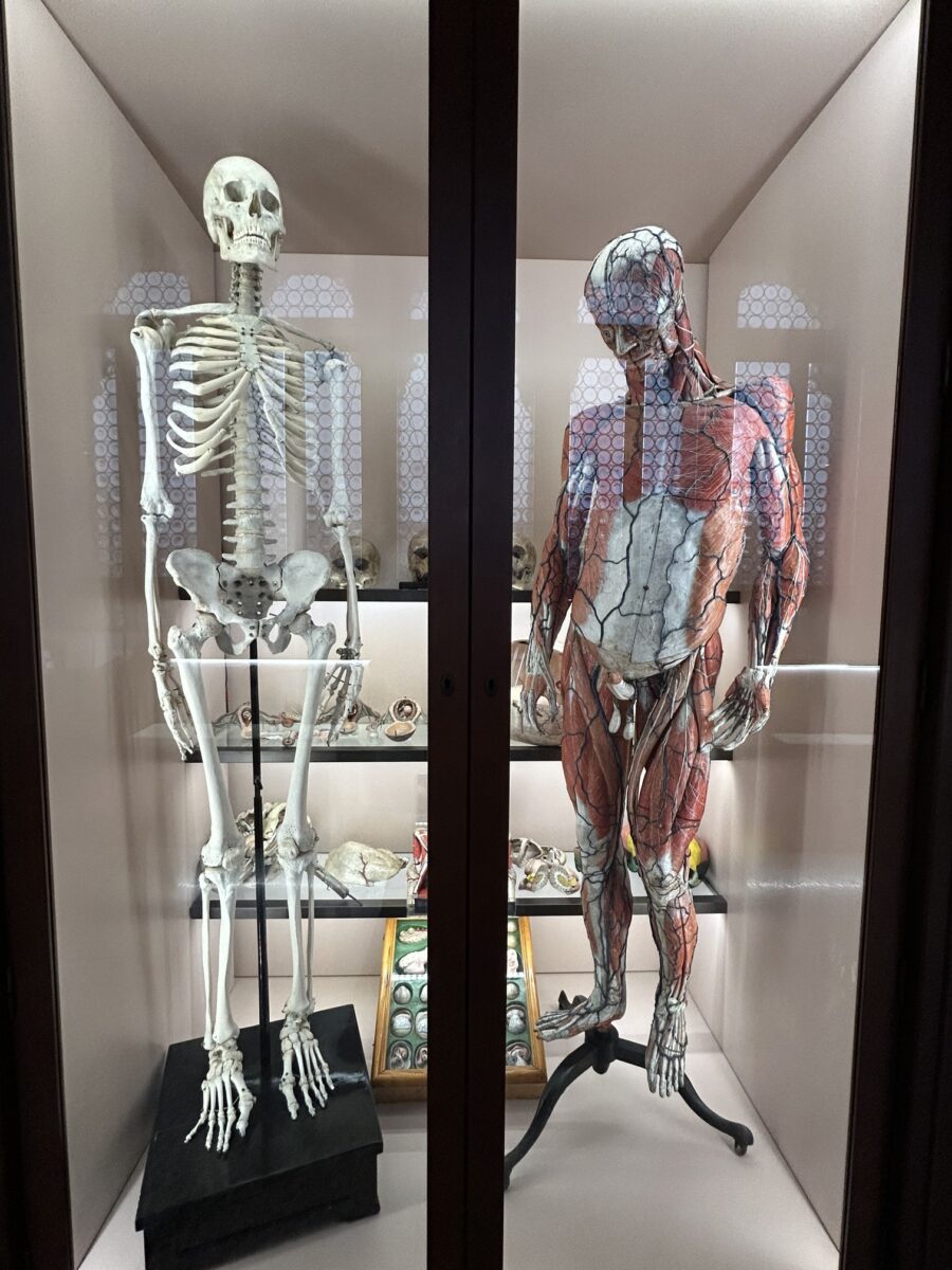 NATURAL HISTORY MUSEUM VENICE