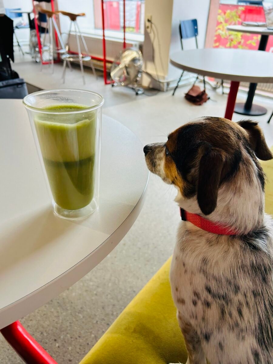 matcha latte Vilnius. where is the best matcha in Vilnius?